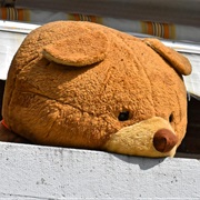 Giant Teddy