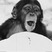 S2.E3: Animal Intelligence