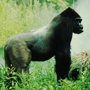 Lowland Gorilla