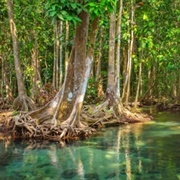 Cần Giờ Mangrove Forest Biosphere Reserve, Vietnam