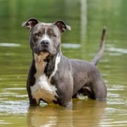 American Staffordshire Terrier