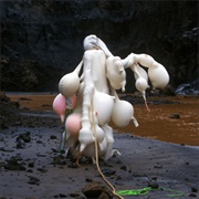 Drayan! - Kai Whiston