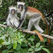 Jozani Chwaka Bay National Park, Tanzania