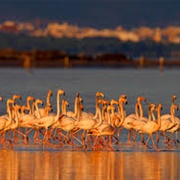 Terres De L'ebre Biosphere Reserve, Catalonia, Spain
