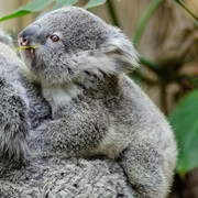 Baby Koala