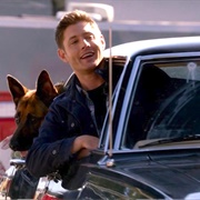 9.5 Dog Dean Afternoon