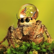 (Tiny) Jumping Spider