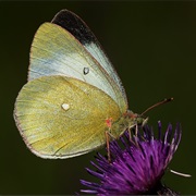 Moorland Clouded Yellow