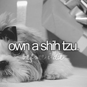 Own a Shih Tzu