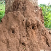 Nest in Termite Mounds