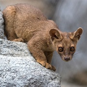 Fossa