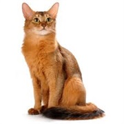 Somali Cat