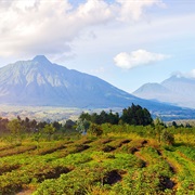 Virunga Mountains
