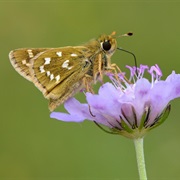 Silver Spotted Skipper