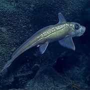 Chimaera (Ghost Shark)
