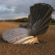 Scallop at Aldeburgh Beach