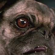 Frank the Pug (Men in Black)