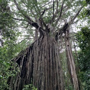 Curtain Fig Tree, Yungaburra, Qld