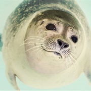 Cute Seal