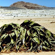 Welwitschia Drive, Swakopmund