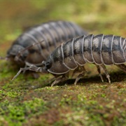 Nosy Pill Woodlouse