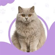 British Longhair Cat