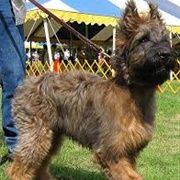 Briard Dog
