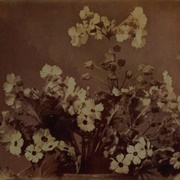 Flower Study (Adolphe Braun)