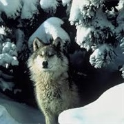 Northern Rocky Mountain Wolf