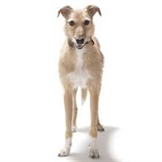 Lurcher Dog