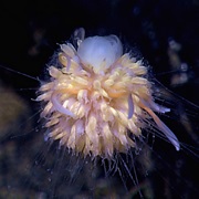 Sea Dandelion