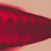 Bloc Party - Day Drinker