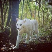Albino Cougar
