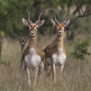 Lal Suhanra National Park, Punjab, Pakistan