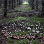 In a Mushroom Circle
