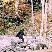 Seen Bigfoot