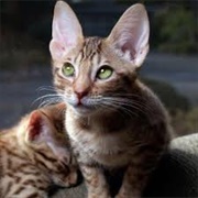 Ocicat Cat