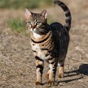 California Spangled Cat