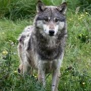 Northwestern Wolf