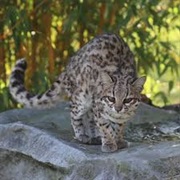 Southern Oncilla Cat