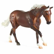 Australian Stock Horse