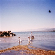 Coma Cinema - Loss Memory