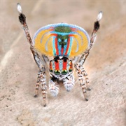Coastal Peacock Spider