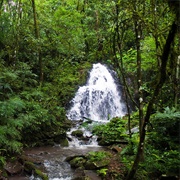Yabotí Biosphere Reserve, Argentina