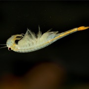 Fairy Shrimp