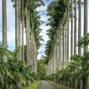 Cabbage Palm Avenue, Kandy