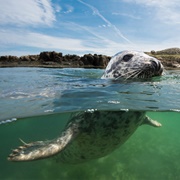 Dublin Bay Biosphere Reserve (North Bull Island), Ireland