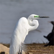 Great Egret