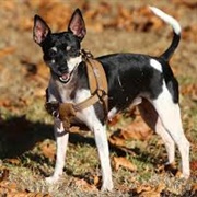 Rat Terrier Dog