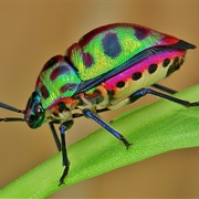 Lychee Shield-Backed Jewel Bug